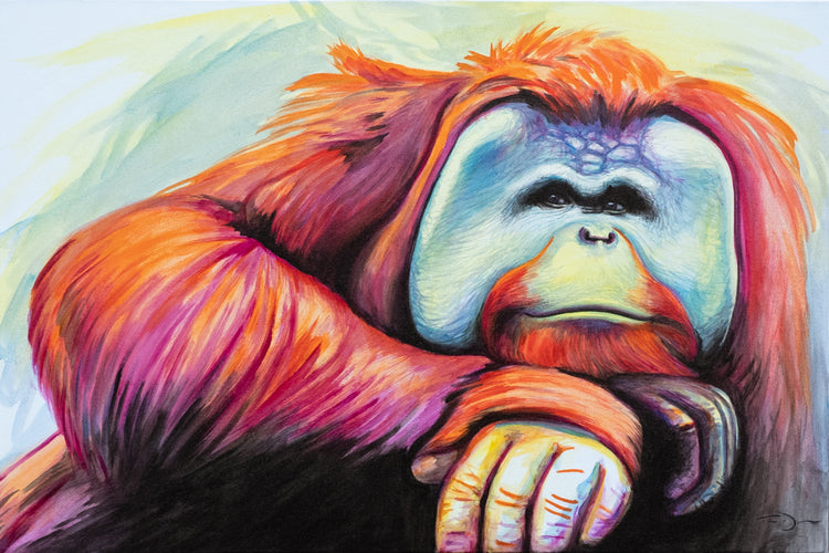 Orangutan